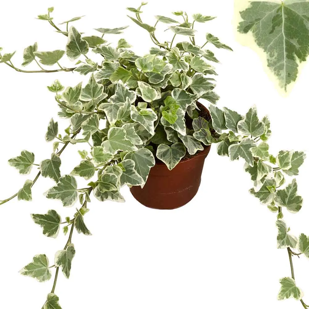 Iedera Variegata White Wonder, 140-160 cm, planta decorativa de apartament, curgatoare, purificatoare aer, usor de ingrijit