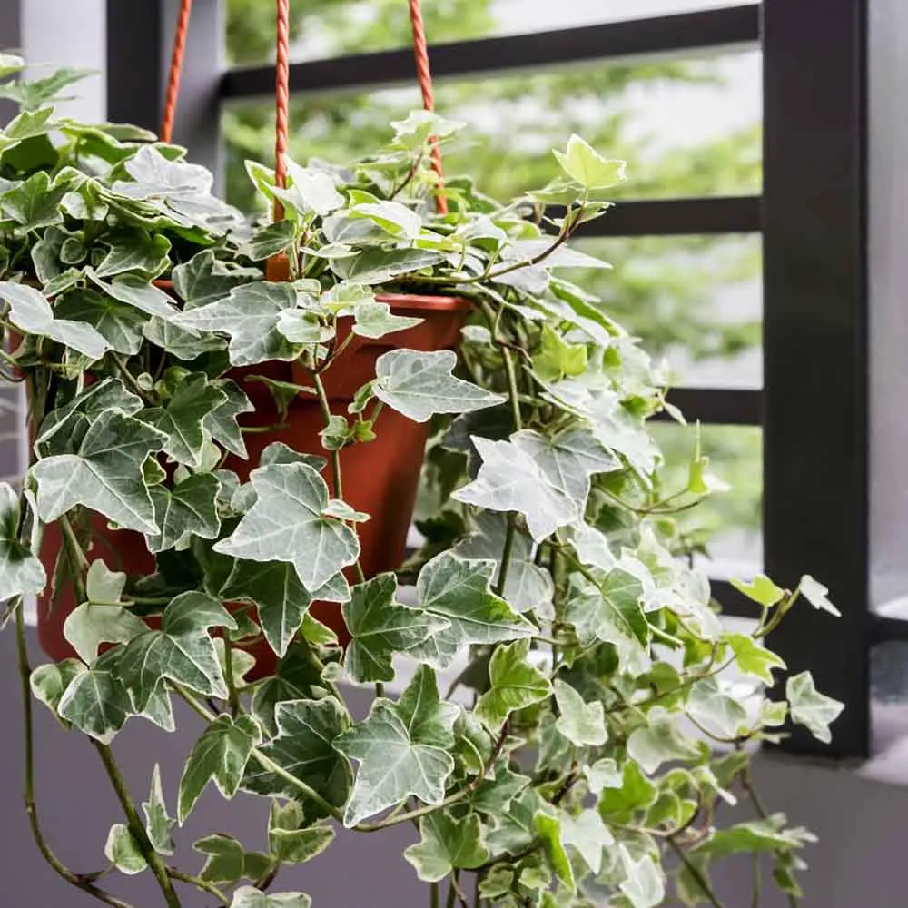 Iedera Variegata White Wonder, 140-160 cm, planta decorativa de apartament, curgatoare, purificatoare aer, usor de ingrijit