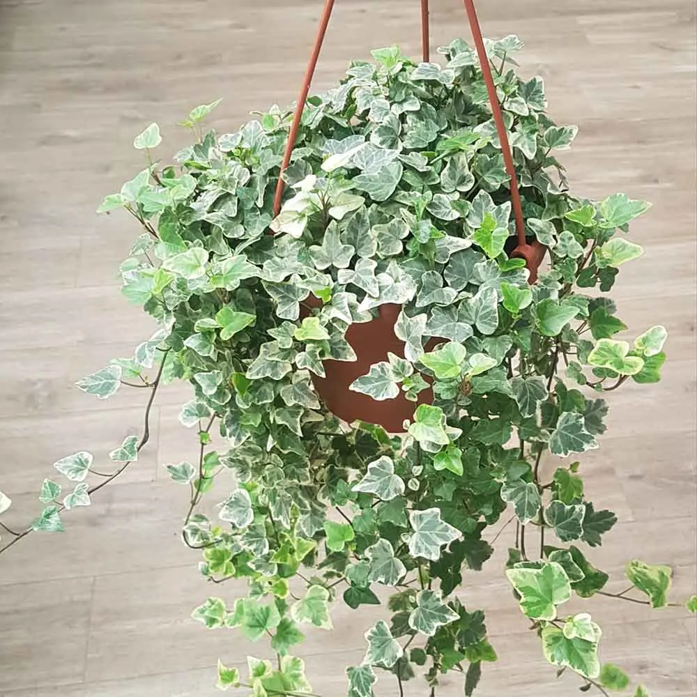 Iedera Variegata White Wonder, 140-160 cm, planta decorativa de apartament, curgatoare, purificatoare aer, usor de ingrijit