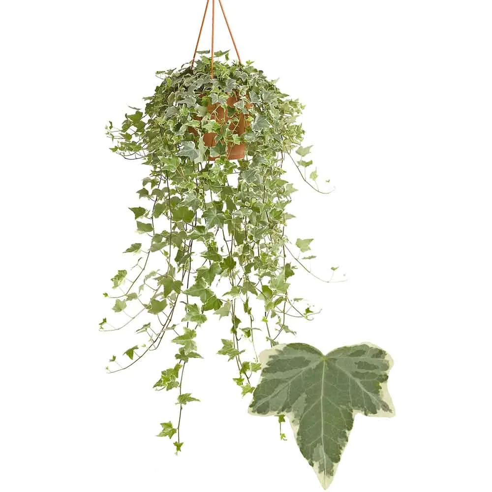 Iedera Variegata White Wonder, 140-160 cm, planta decorativa de apartament, curgatoare, purificatoare aer, usor de ingrijit