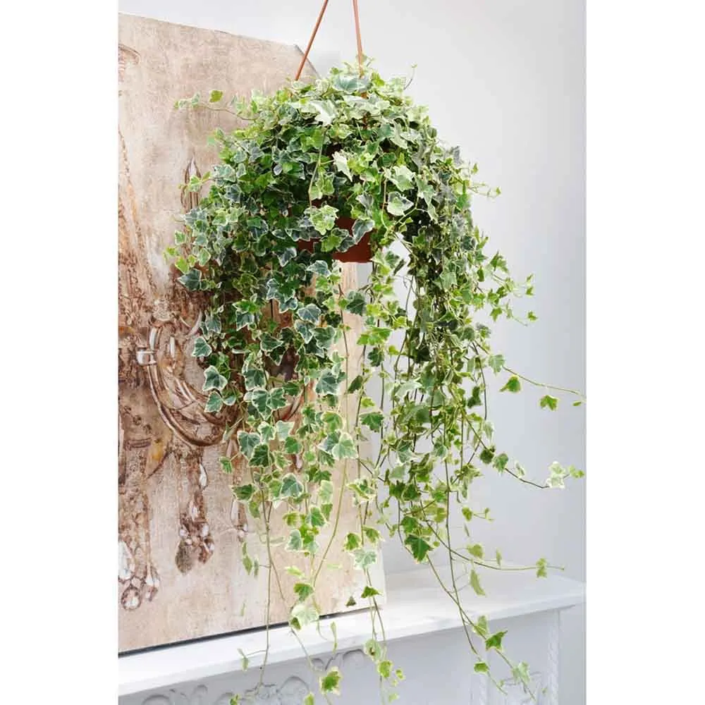 Iedera Variegata White Wonder, 140-160 cm, planta decorativa de apartament, curgatoare, purificatoare aer, usor de ingrijit
