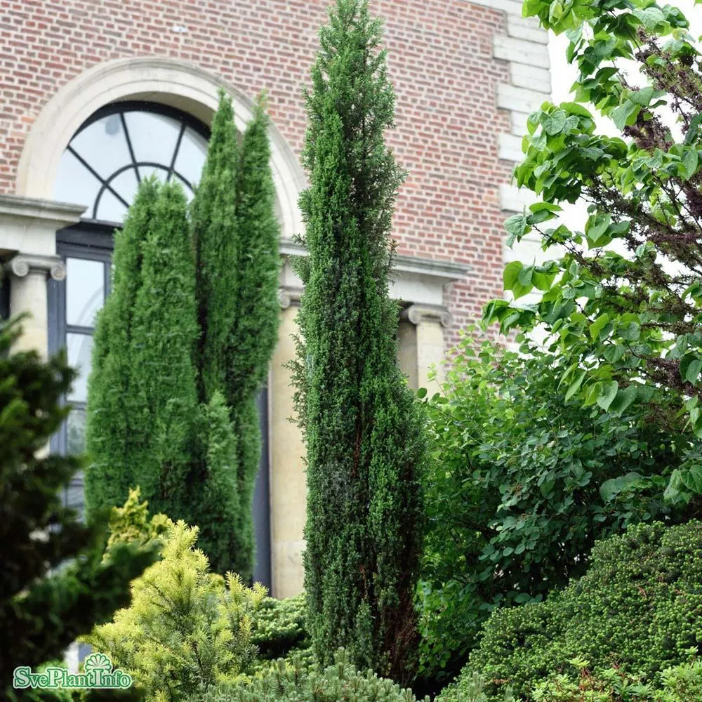 Ienupar columnar verde Arnold