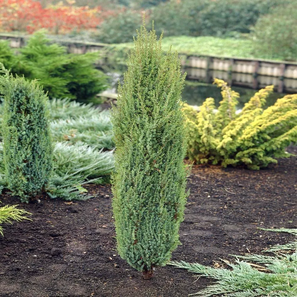 Ienupar columnar verde Arnold