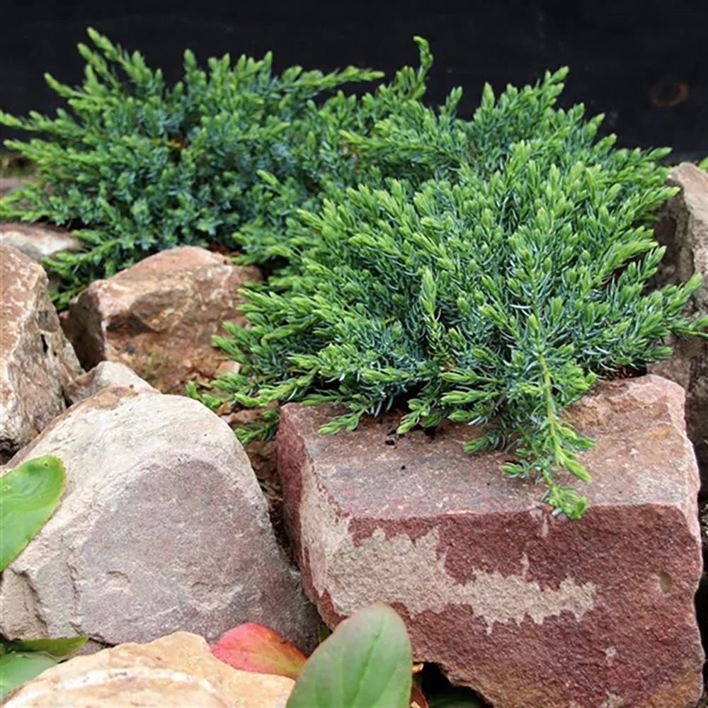 Ienupar verde Saxatilis