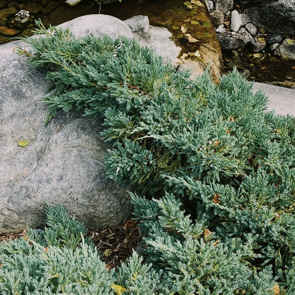 Ienupar verde Saxatilis