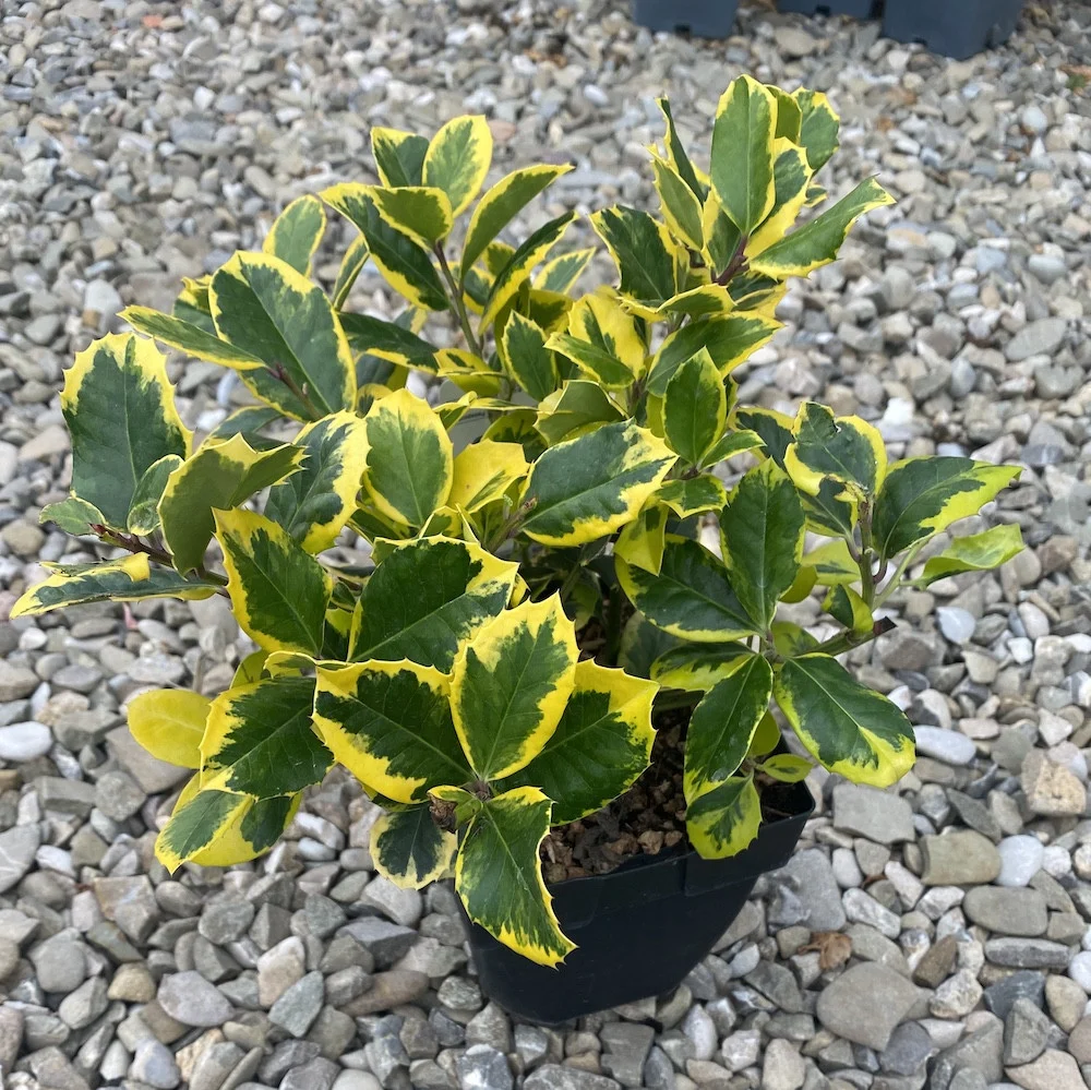 Ilex altaclerensis 'Golden King' (laur)