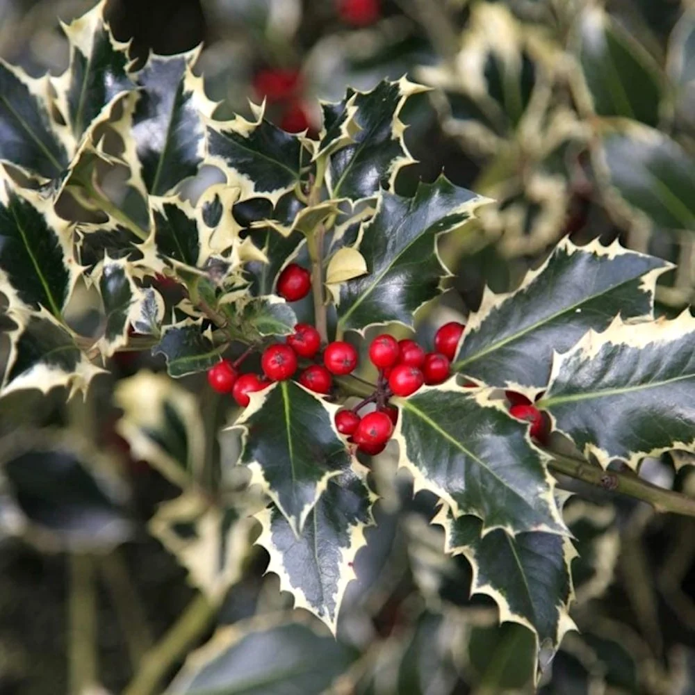 Ilex aquifolium 'Argentea Marginata' (laur)