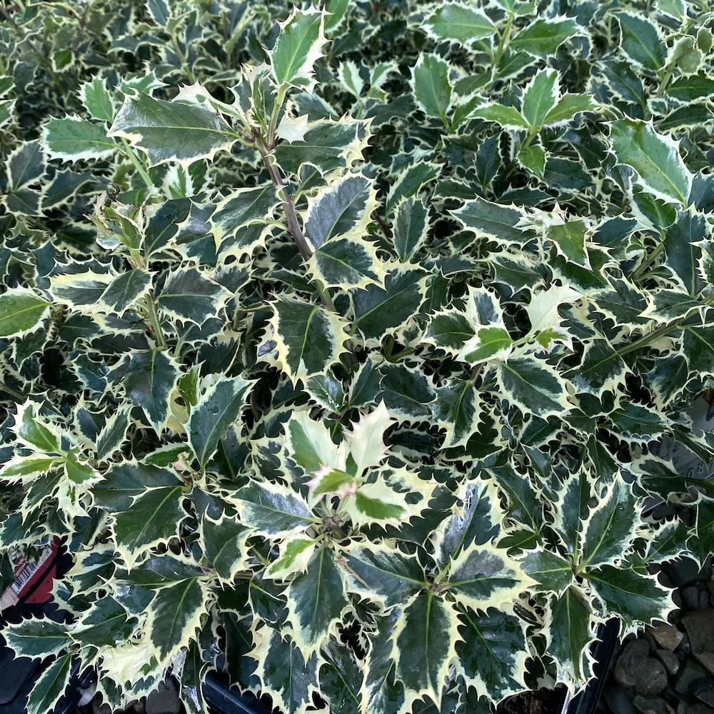 Ilex aquifolium 'Argentea Marginata' (laur)