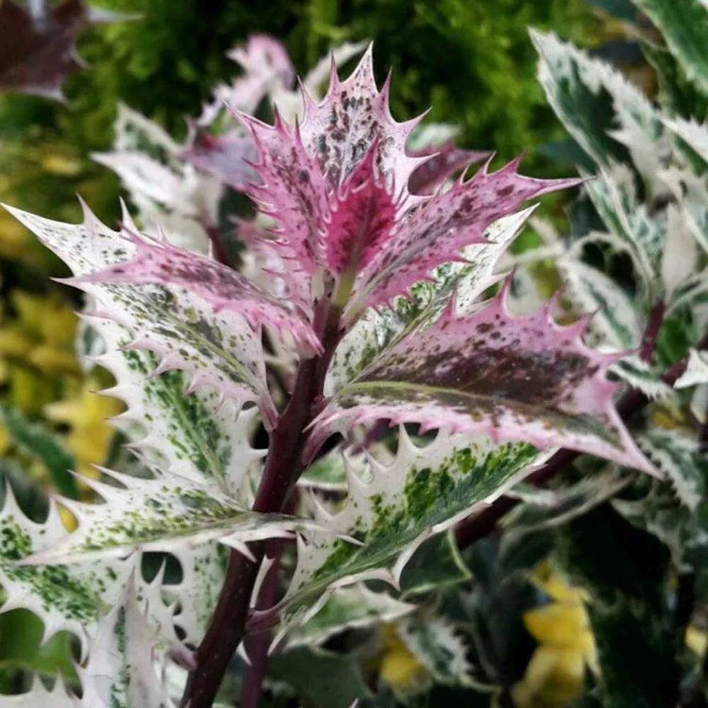 Ilex Japonez Ingramii Copacel, arbore vesnic verde variegat, frunzis crem-roz-verde, ornamental rezistent la ger
