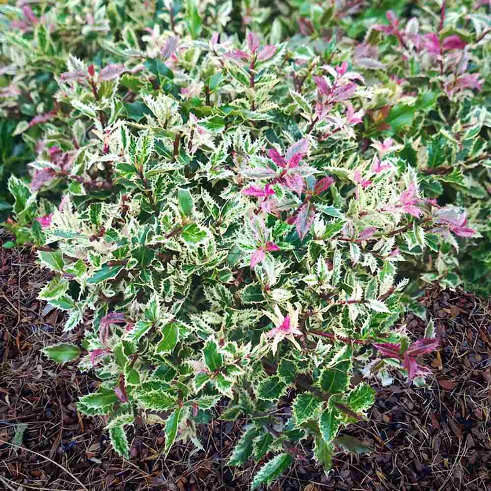 Ilex Japonez Ingramii Copacel, arbore vesnic verde variegat, frunzis crem-roz-verde, ornamental rezistent la ger