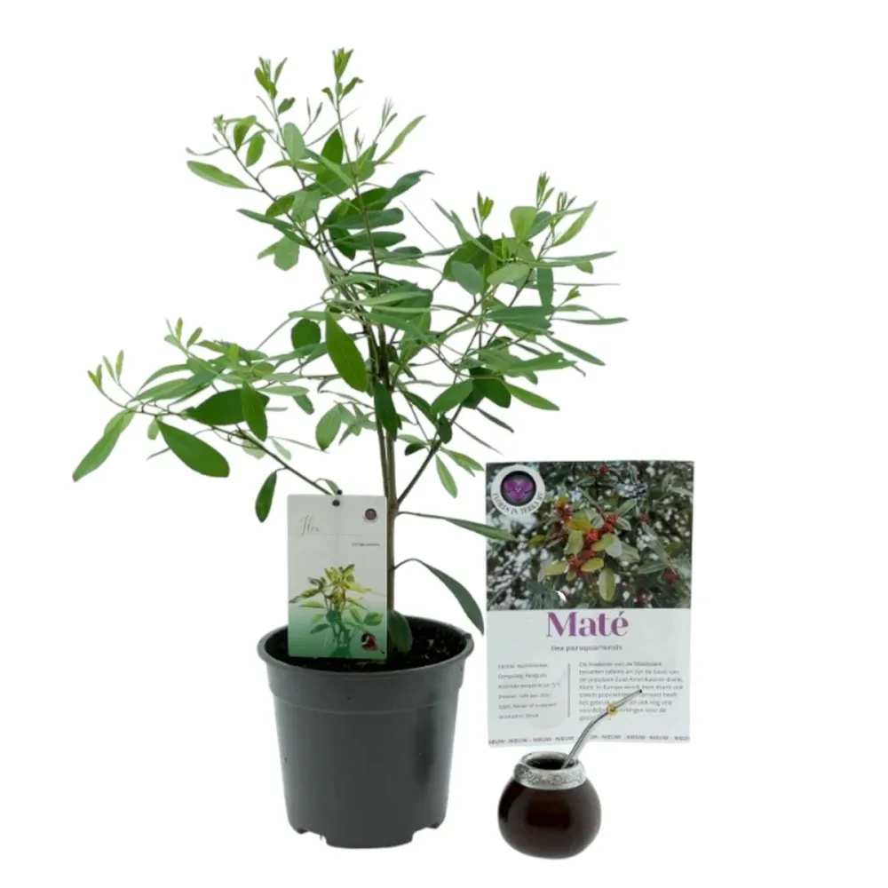 Ilex paraguariensis (Yerba Mate) - planta de ceai Yerba Mate