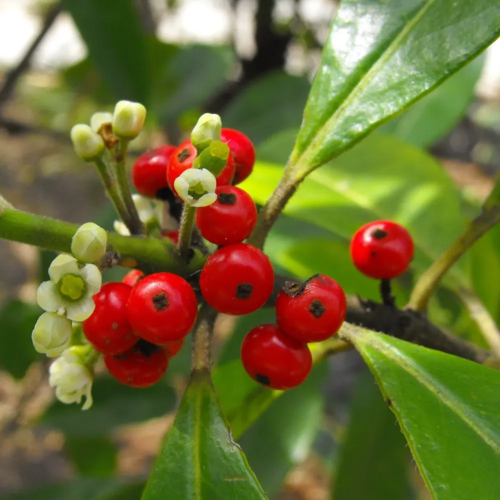 Ilex paraguariensis (Yerba Mate) - planta de ceai Yerba Mate
