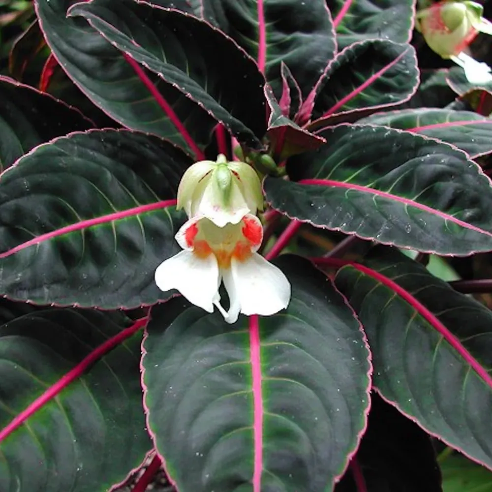 Impatiens morsei ('Velvet Love' Impatiens)