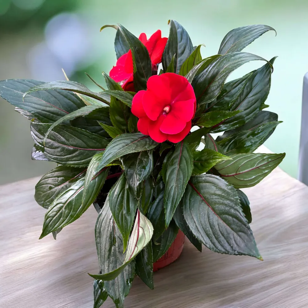 Impatiens New Guinea ‘ColPow Fire’ - sporul casei cu flori mari rosii