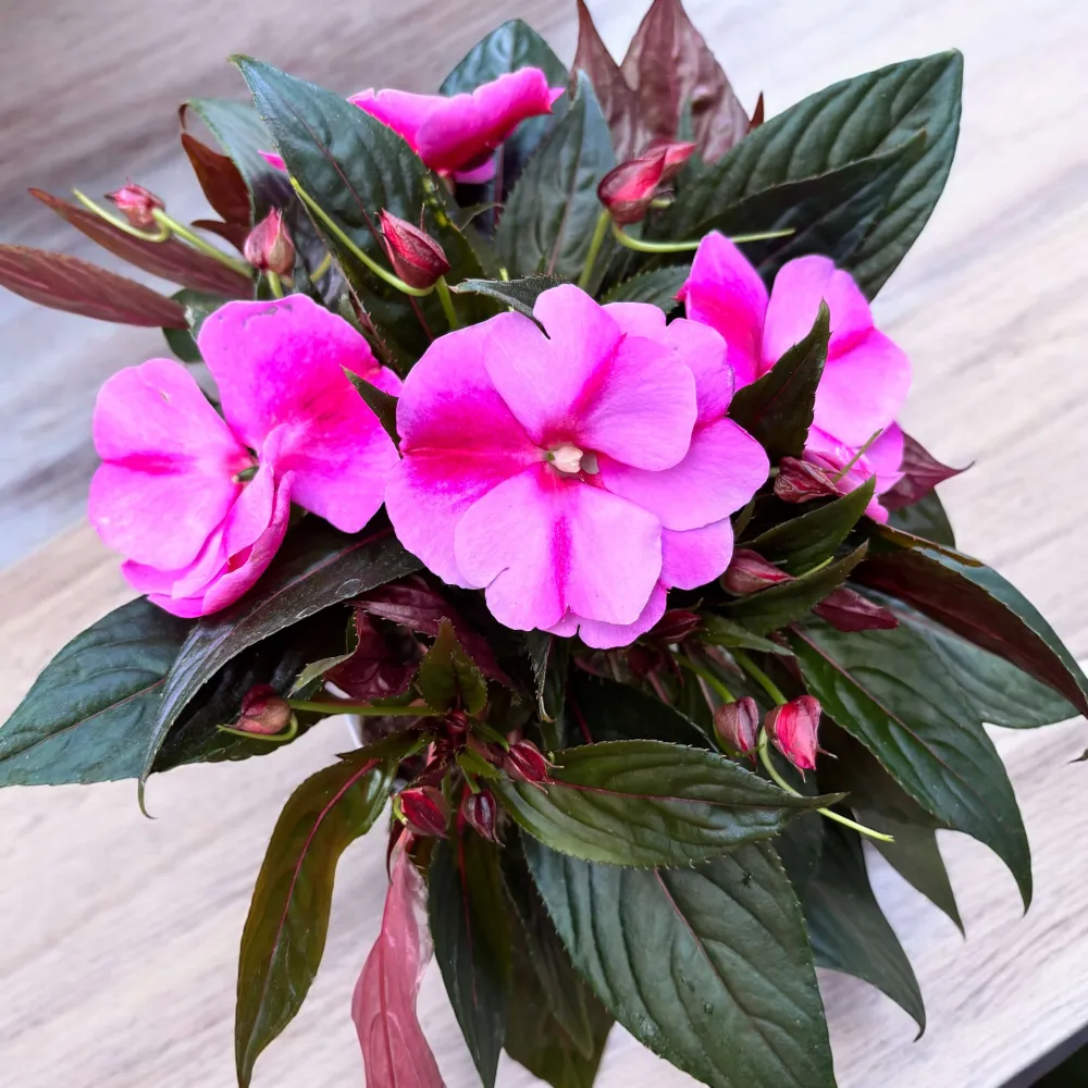 Impatiens New Guinea ‘ColPow Lavender Flame’ - sporul casei cu flori mari lavanda-roz