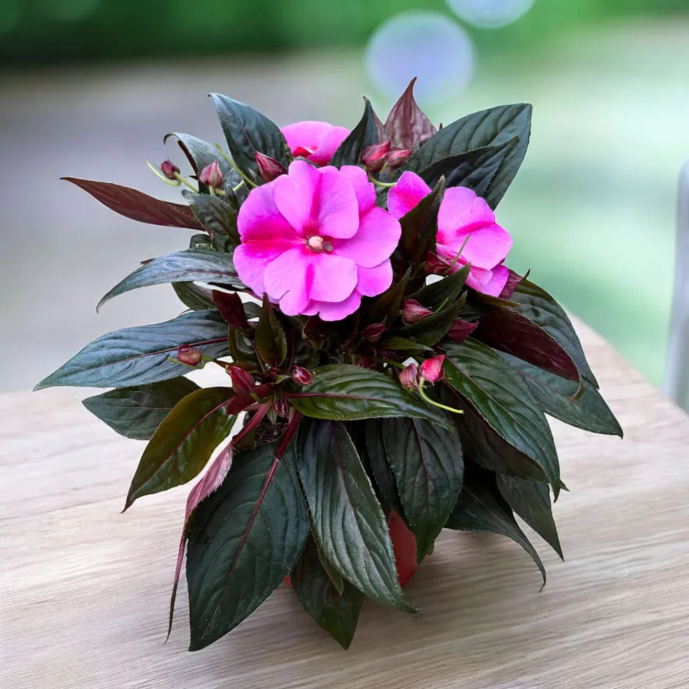 Impatiens New Guinea ‘ColPow Lavender Flame’ - sporul casei cu flori mari lavanda-roz