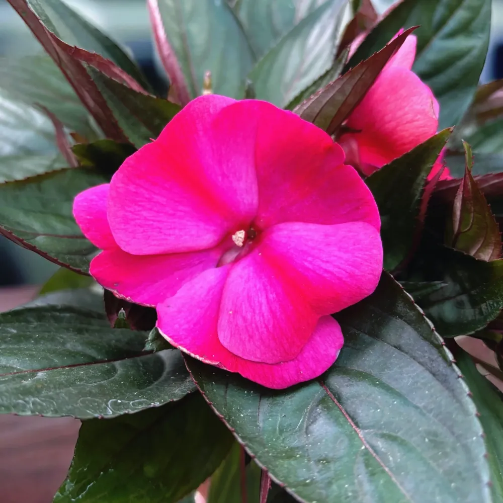 Impatiens New Guinea ‘ColPow Purple Flame’ - sporul casei cu flori mari violet intens