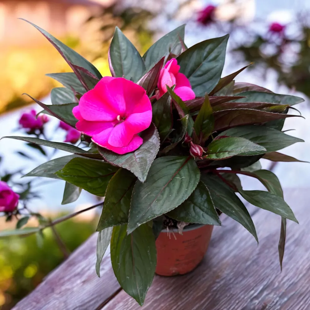 Impatiens New Guinea ‘ColPow Purple Flame’ - sporul casei cu flori mari violet intens
