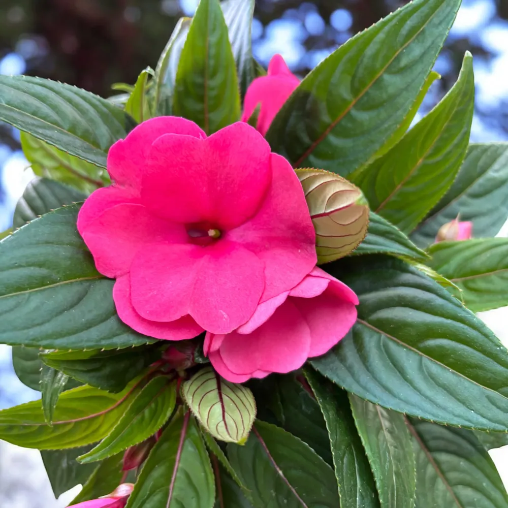 Impatiens New Guinea ‘ColPow Rose’ - sporul casei cu flori mari roz intens
