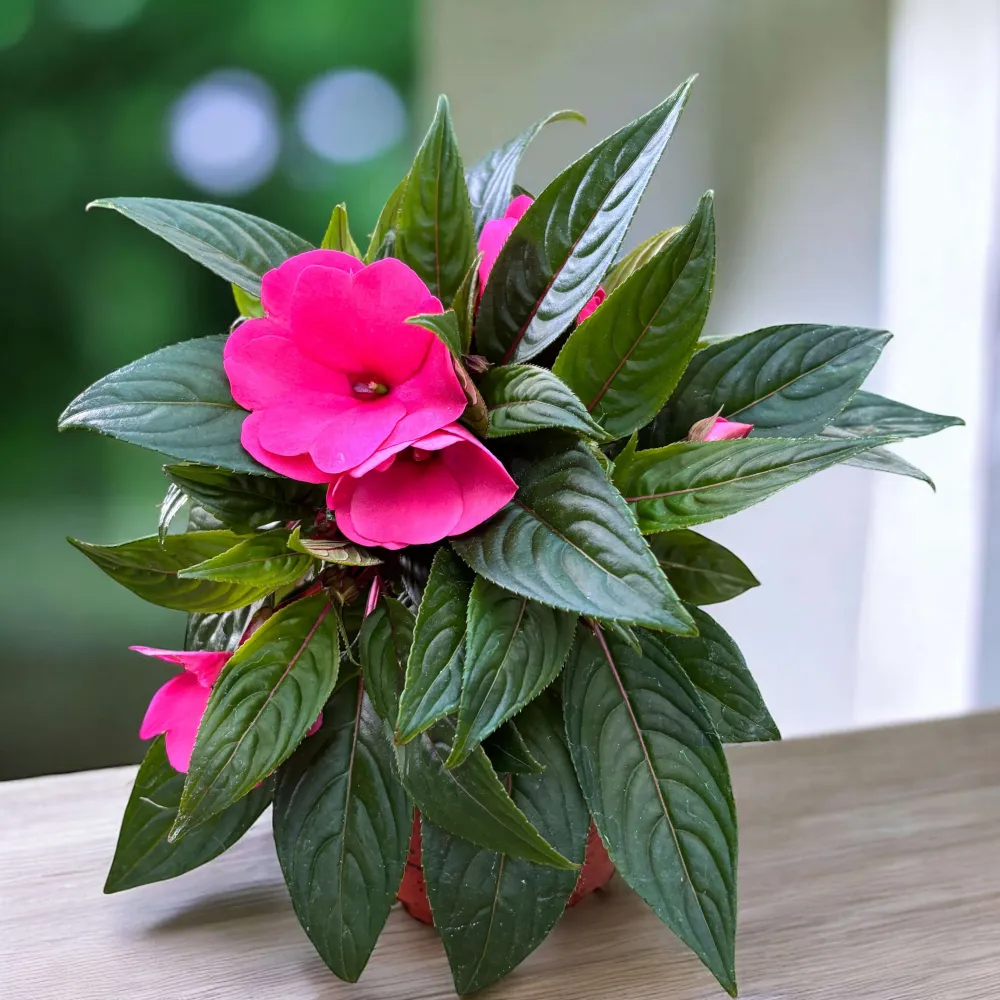 Impatiens New Guinea ‘ColPow Rose’ - sporul casei cu flori mari roz intens