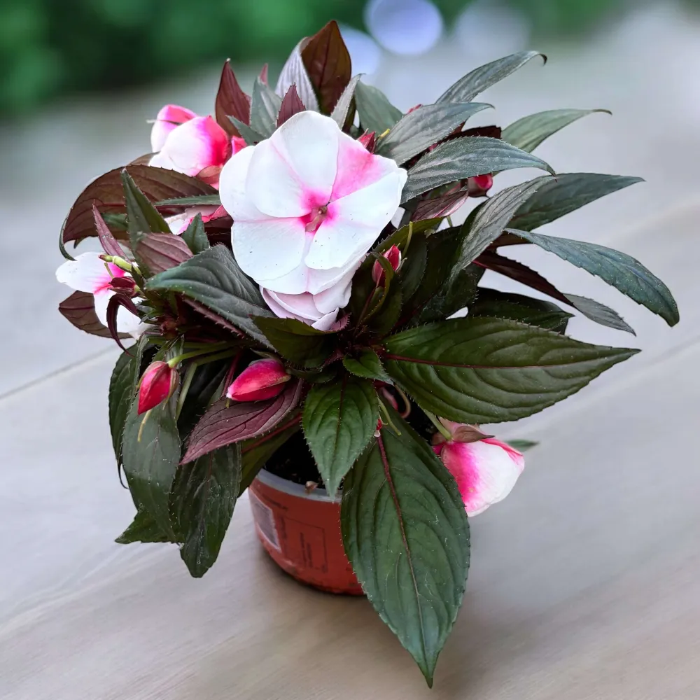 Impatiens New Guinea ‘White Pink Eye’ - sporul casei cu flori mari albe-roz