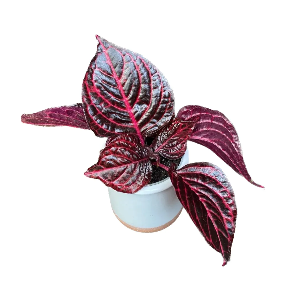 Iresine herbstii ‘Redstar’ (Beefsteak Plant) D6