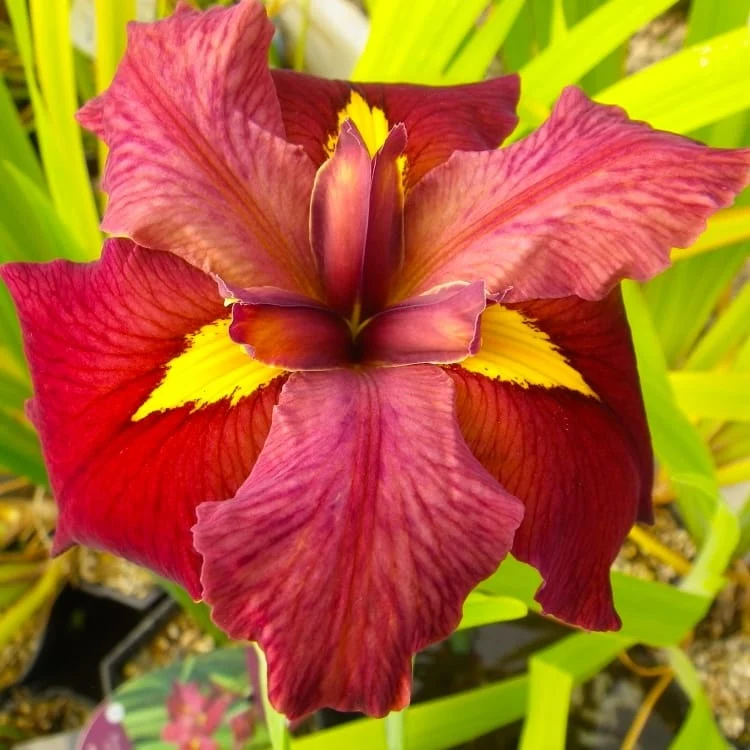 Iris 'Ann Chowning' (Louisiana Iris)