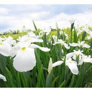 iris ensata diamant