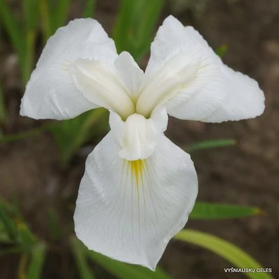 iris ensata diamant