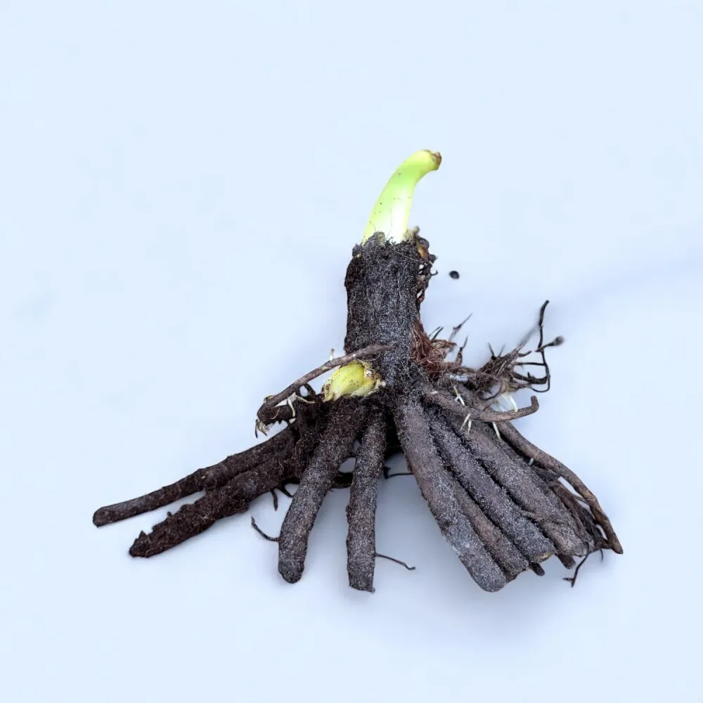 Iris ensata Dinner Plate™ Blueberry Pie - rizomi de plantare