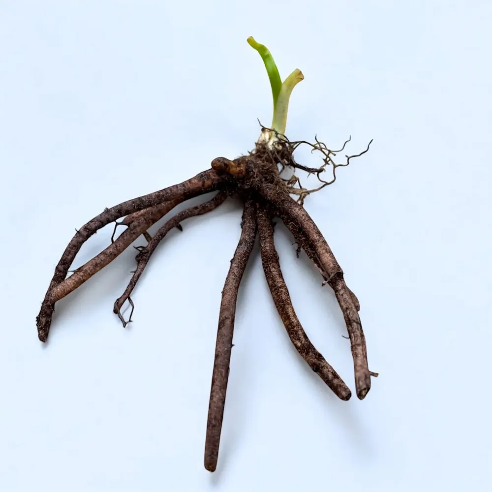Iris ensata Dinner Plate™ Blueberry Pie - rizomi de plantare