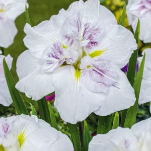 Iris Ensata Dinner Plate Cupcake