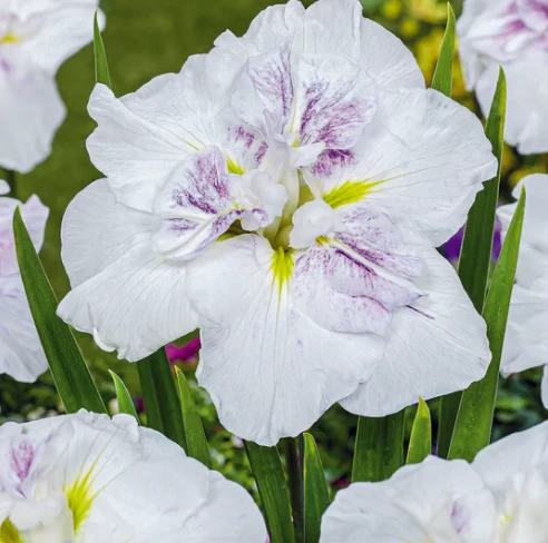 Iris Ensata Dinner Plate Cupcake
