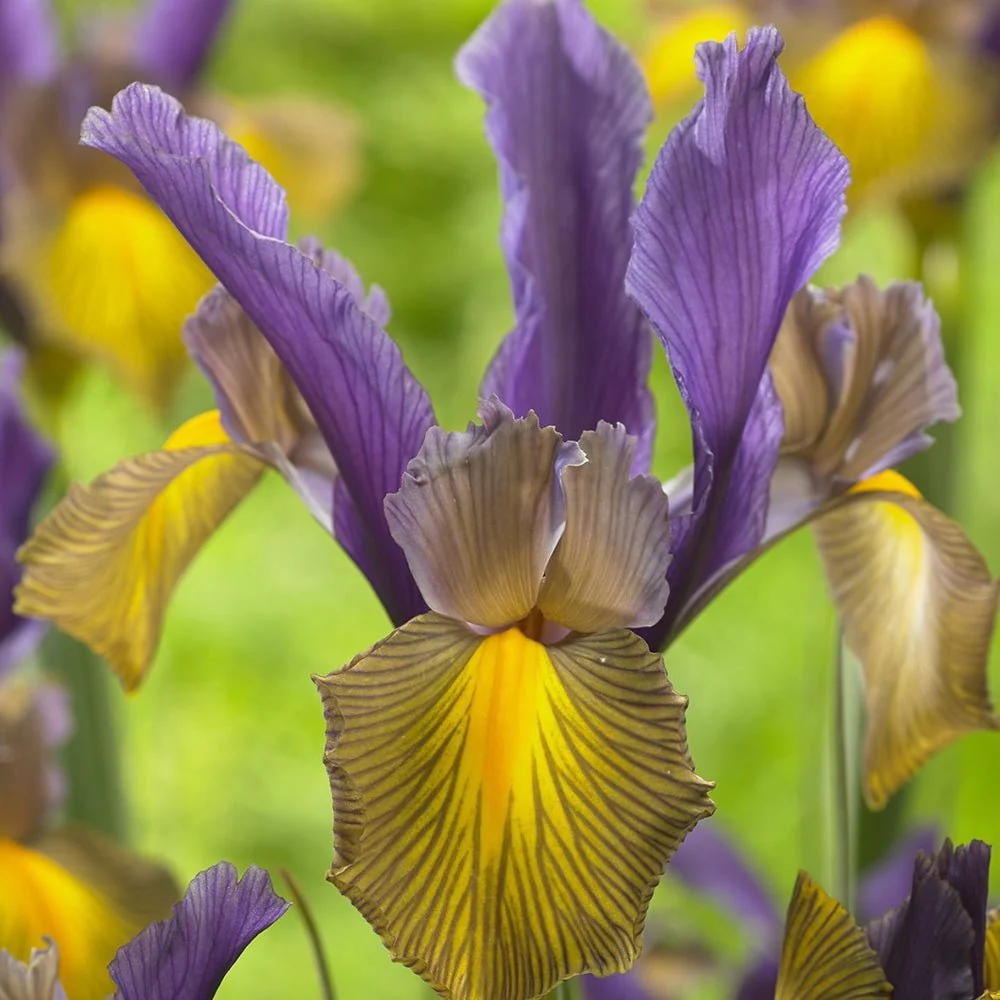 Iris Germanica Mov-Galben (Stanjenel) Picasso, cu flori violet si galben-crem parfumate, crestere rapida, bulb plantat ghi...