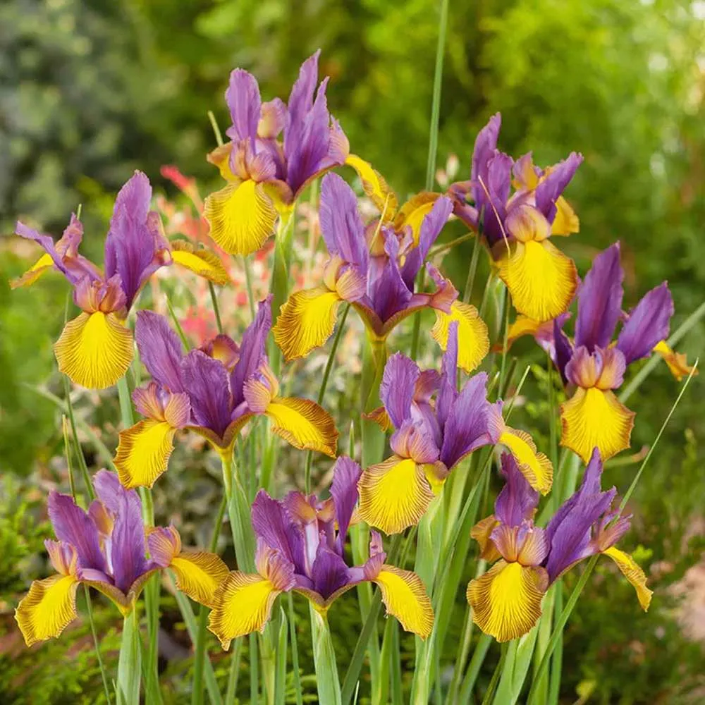Iris Germanica Mov-Galben (Stanjenel) Picasso, cu flori violet si galben-crem parfumate, crestere rapida, bulb plantat ghi...