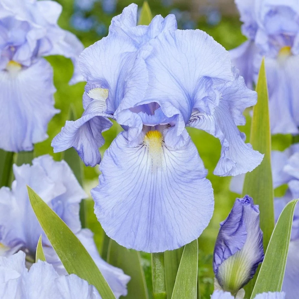 Iris Germanica (Stanjenel) Babbling Brook, cu flori albastre-deschis parfumate, crestere rapida, bulb plantat ghiveci