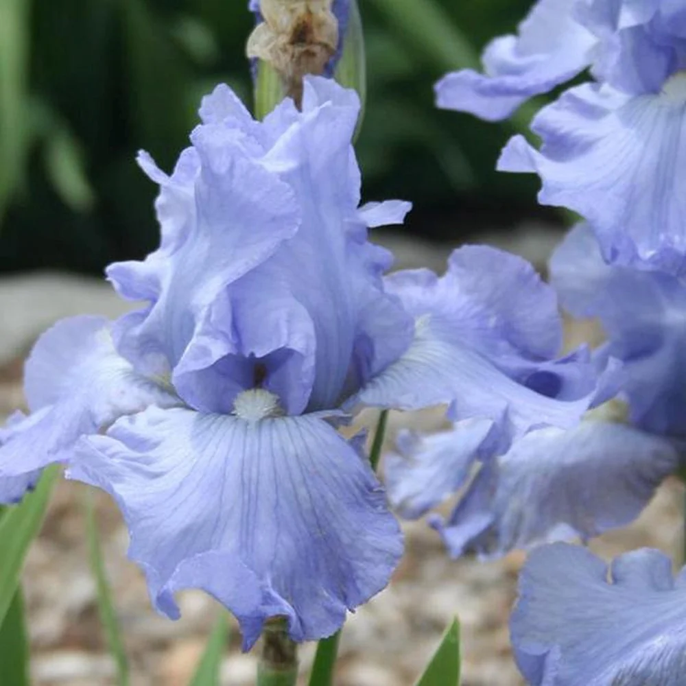 Iris Germanica (Stanjenel) Babbling Brook, cu flori albastre-deschis parfumate, crestere rapida, bulb plantat ghiveci
