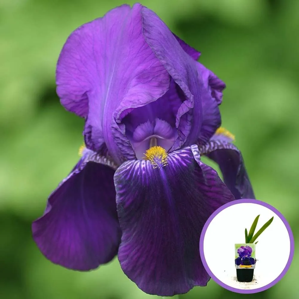 Iris Germanica (Stanjenel) Bishop's Robe, flori cu nuante de mov-purpuriu parfumate, crestere rapida, bulb plantat ghiveci