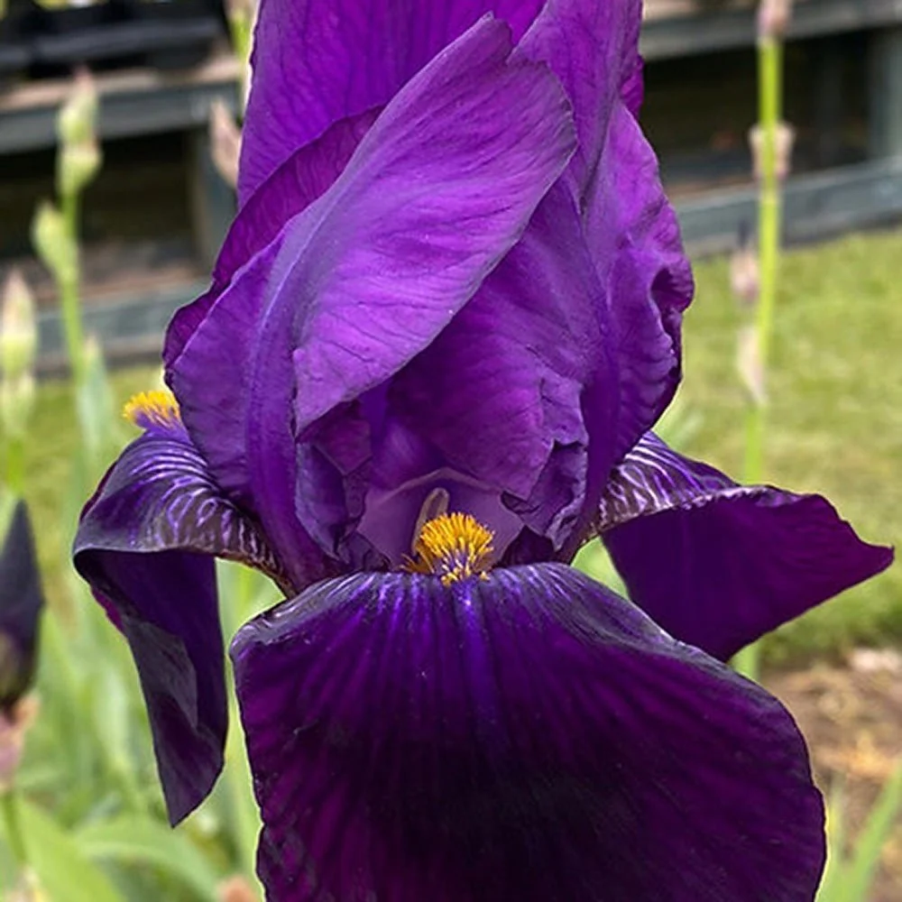 Iris Germanica (Stanjenel) Bishop's Robe, flori cu nuante de mov-purpuriu parfumate, crestere rapida, bulb plantat ghiveci
