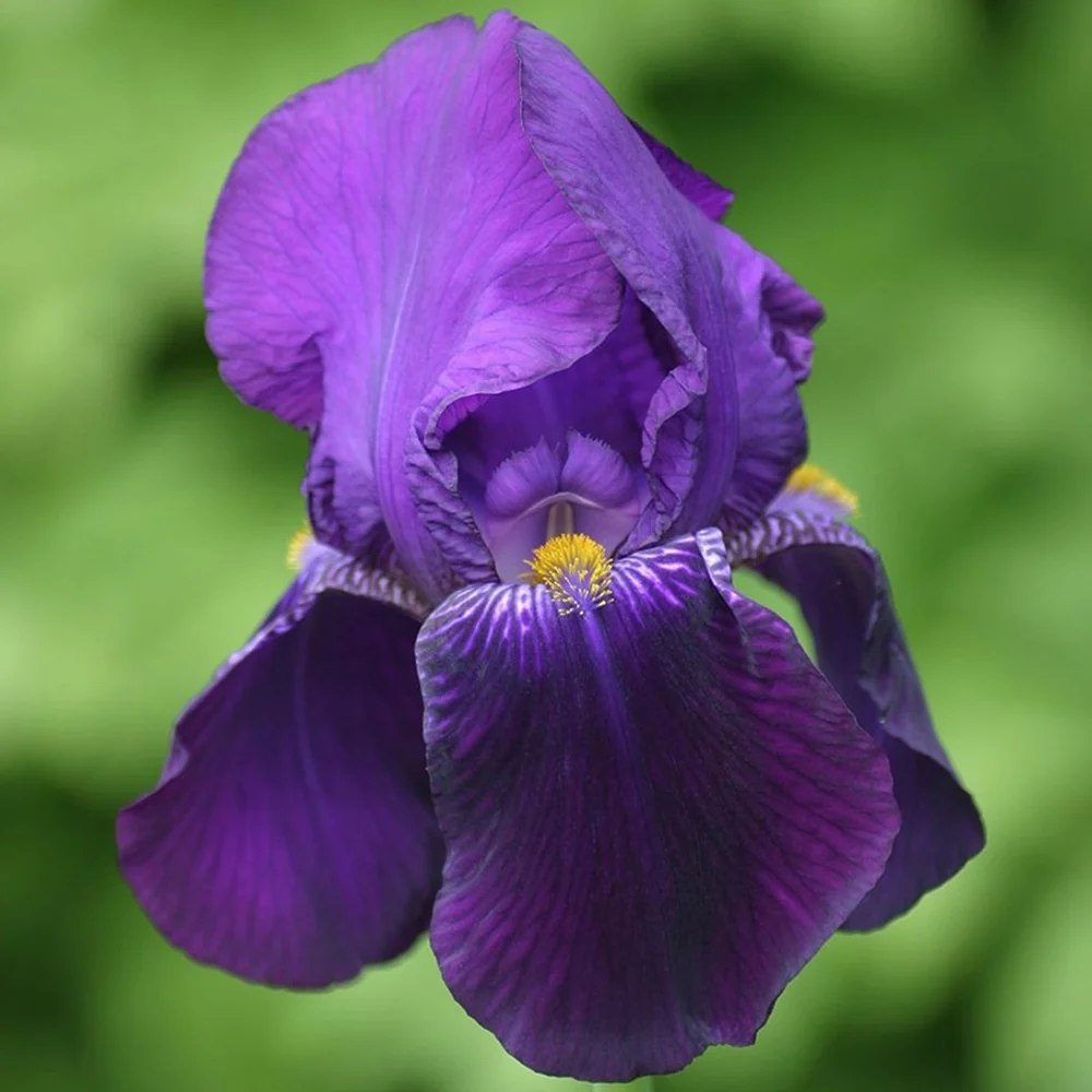 Iris Germanica (Stanjenel) Bishop's Robe, flori cu nuante de mov-purpuriu parfumate, crestere rapida, bulb plantat ghiveci