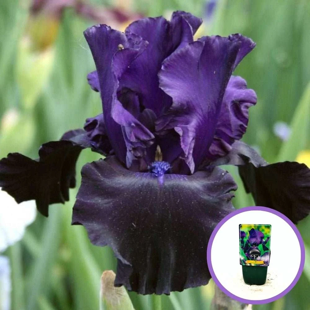 Iris Germanica (Stanjenel) Black Knight, cu flori violet inchis-negre, crestere rapida, bulb plantat ghiveci