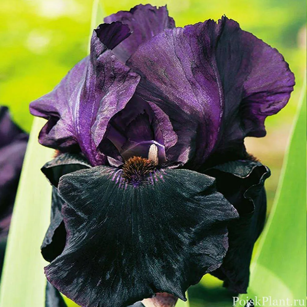 Iris Germanica (Stanjenel) Black Knight, cu flori violet inchis-negre, crestere rapida, bulb plantat ghiveci