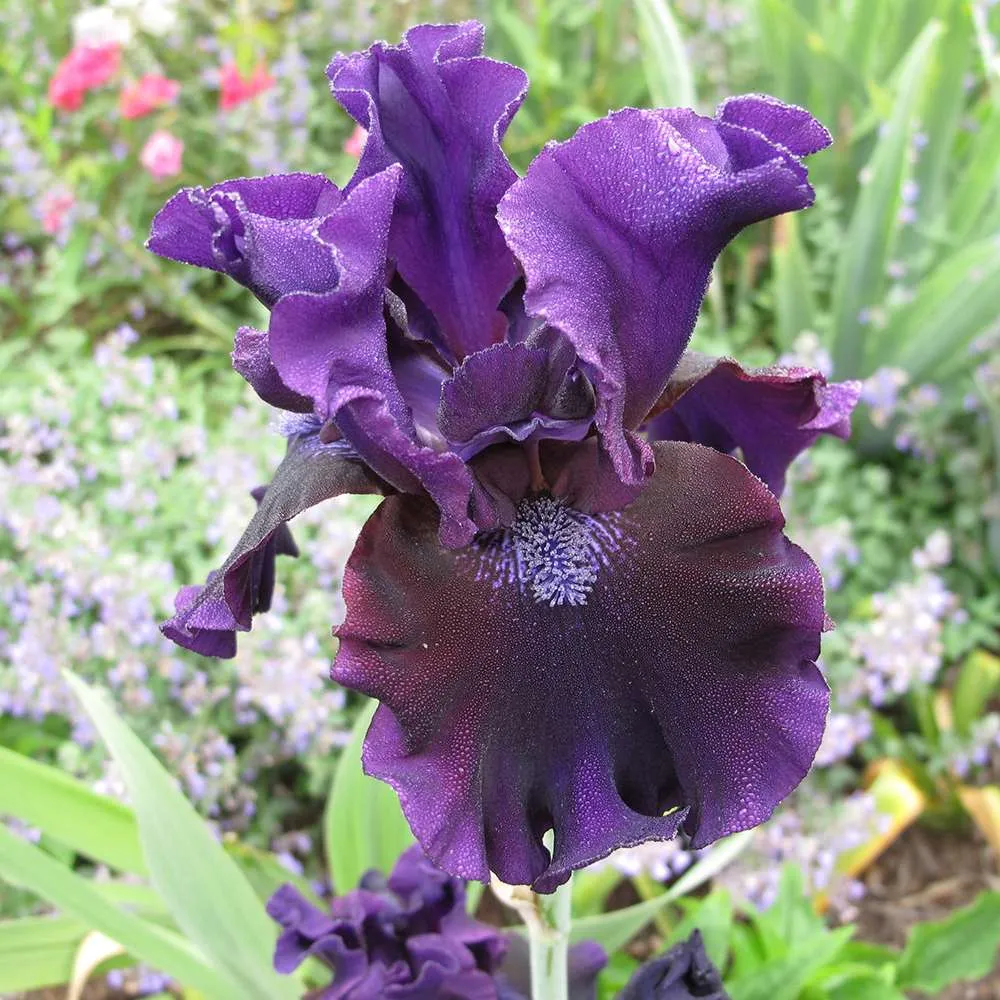 Iris Germanica (Stanjenel) Black Knight, cu flori violet inchis-negre, crestere rapida, bulb plantat ghiveci