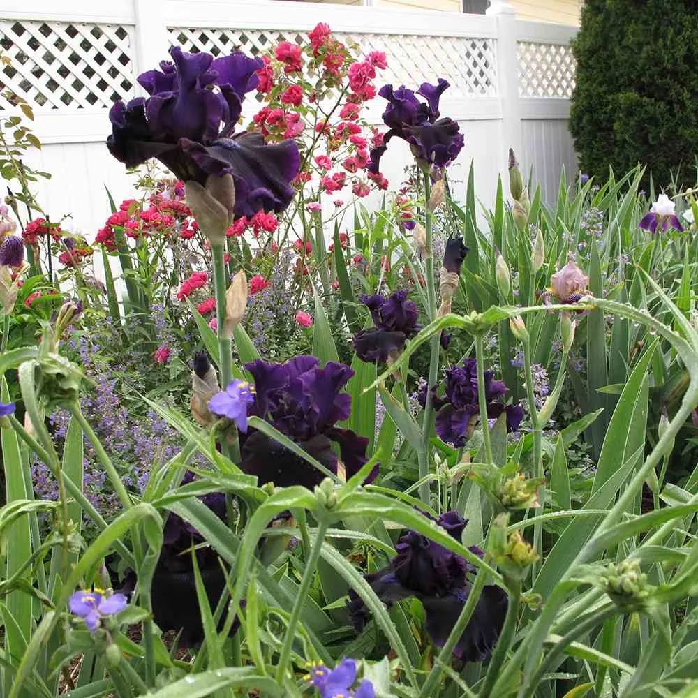 Iris Germanica (Stanjenel) Black Knight, cu flori violet inchis-negre, crestere rapida, bulb plantat ghiveci