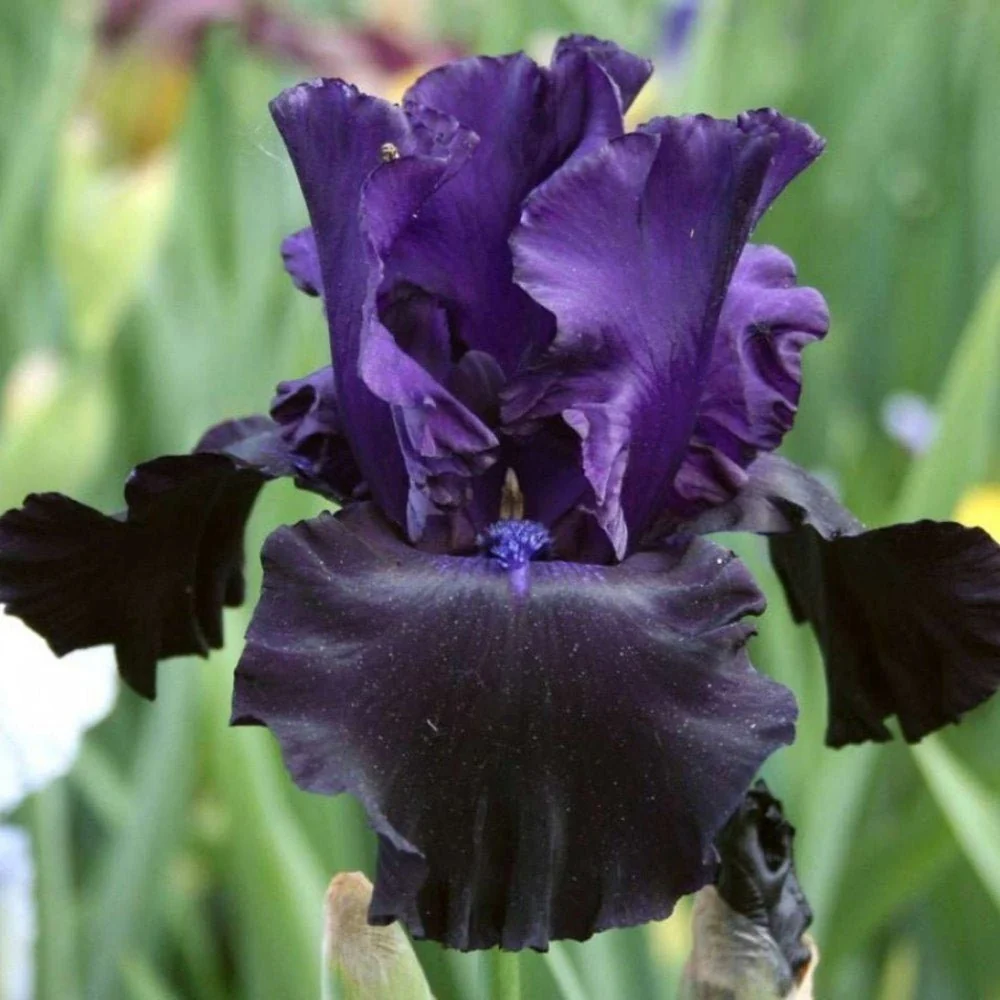 Iris Germanica (Stanjenel) Black Knight, cu flori violet inchis-negre, crestere rapida, bulb plantat ghiveci