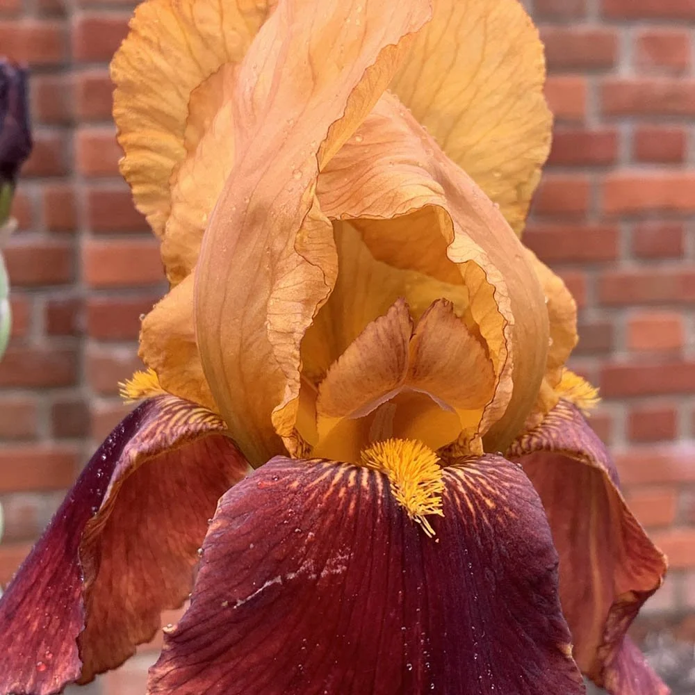 Iris Germanica (Stanjenel) Caligula, cu flori bordo-somon parfumate, crestere rapida, bulb plantat ghiveci