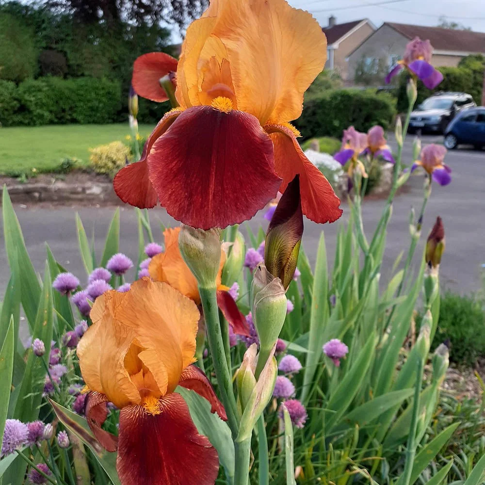 Iris Germanica (Stanjenel) Caligula, cu flori bordo-somon parfumate, crestere rapida, bulb plantat ghiveci
