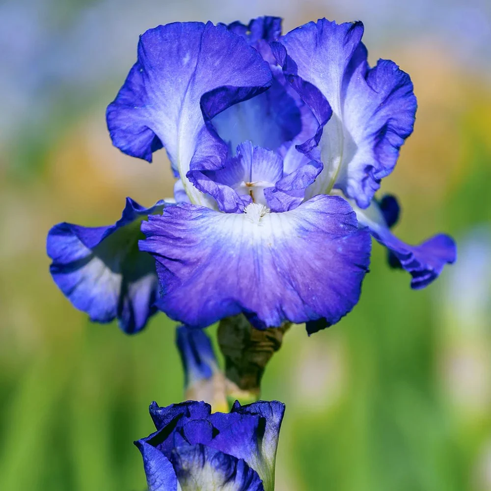 Iris Germanica (Stanjenel) City Lights, cu flori albastre-albe parfumate, crestere rapida, bulb plantat ghiveci