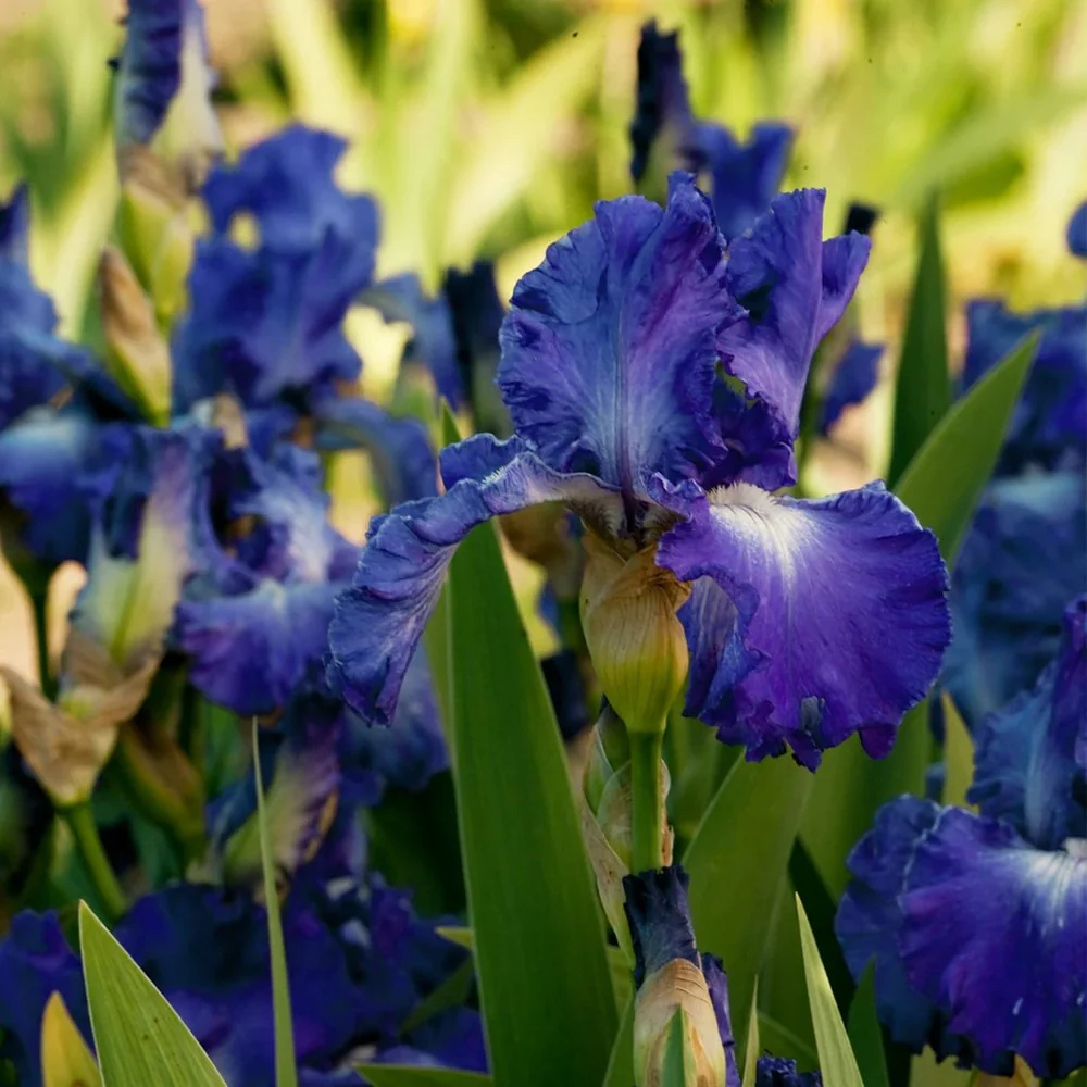 Iris Germanica (Stanjenel) City Lights, cu flori albastre-albe parfumate, crestere rapida, bulb plantat ghiveci