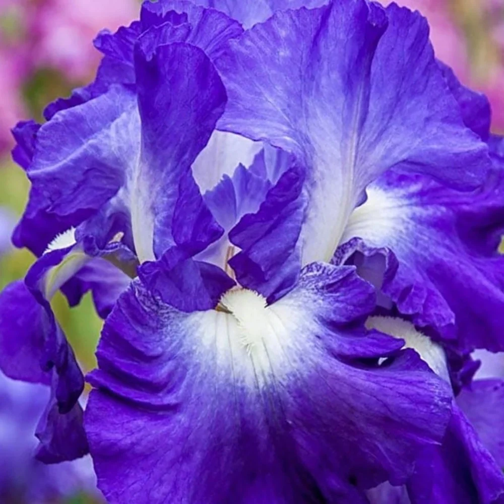 Iris Germanica (Stanjenel) City Lights, cu flori albastre-albe parfumate, crestere rapida, bulb plantat ghiveci